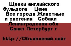 Щенки английского бульдога  › Цена ­ 60 000 - Все города Животные и растения » Собаки   . Ленинградская обл.,Санкт-Петербург г.